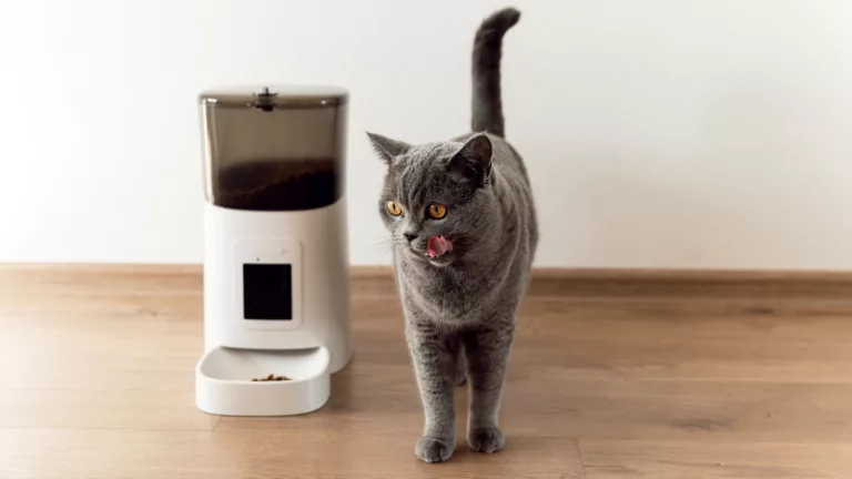 Graue Katze läuft neben einem smarten Futterspender für Haustiere