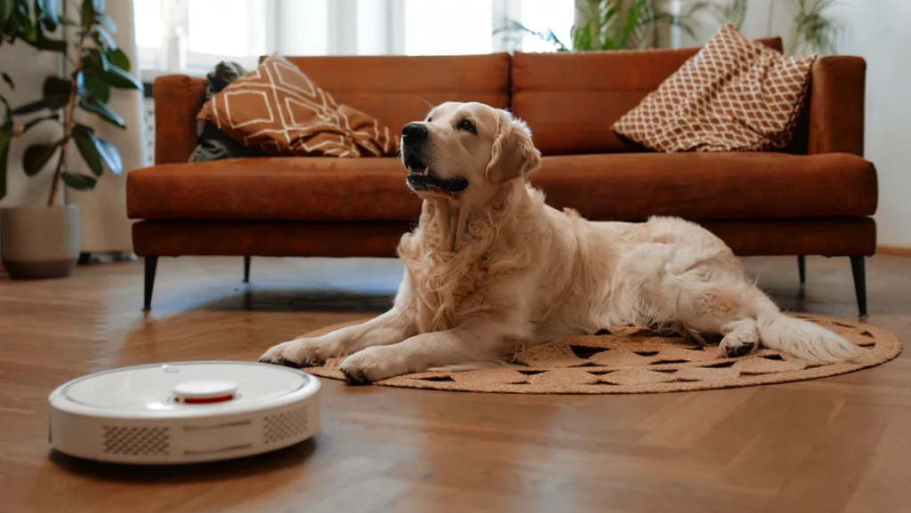 A beautiful purebred labrador dog lying on a rug on the floor in the living room at home, in the foreground a robot vacuum cleaner cleans the house.