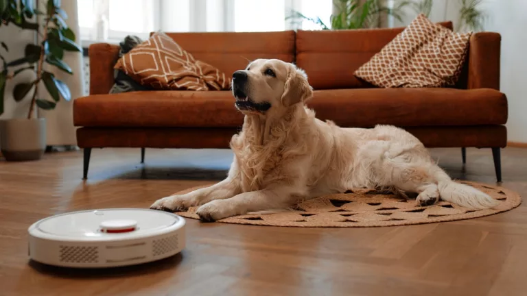 A beautiful purebred labrador dog lying on a rug on the floor in the living room at home, in the foreground a robot vacuum cleaner cleans the house.