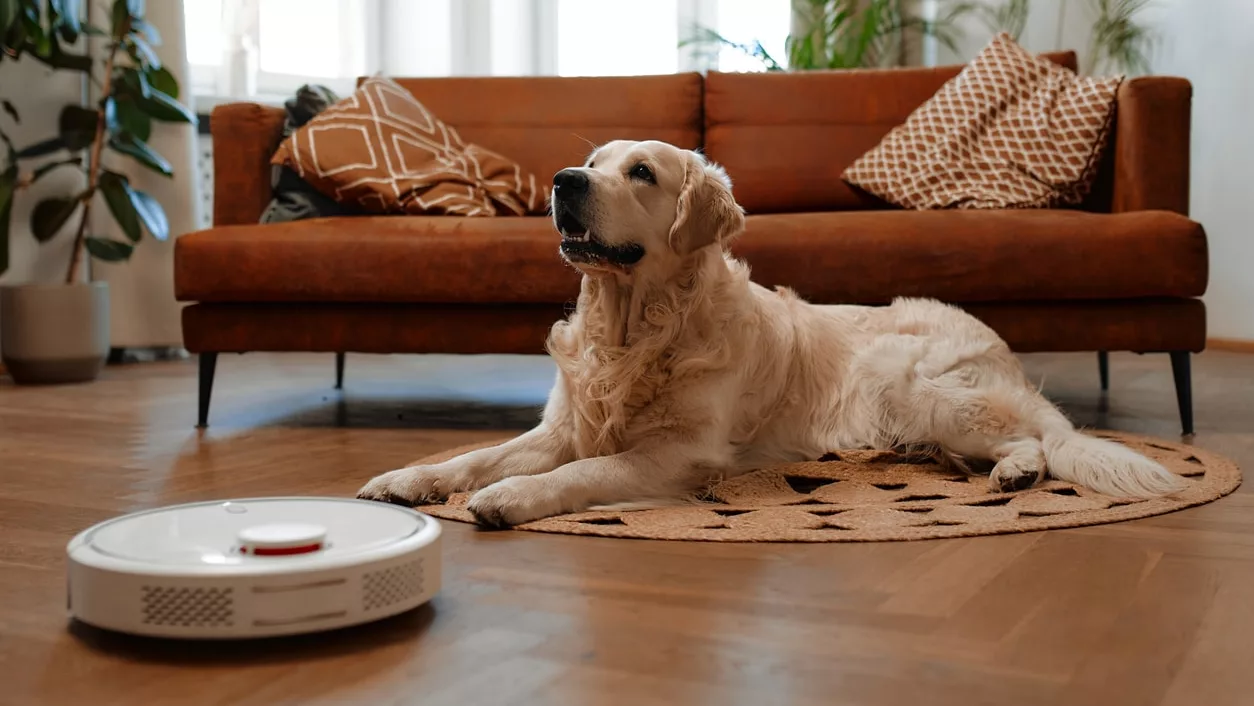 A beautiful purebred labrador dog lying on a rug on the floor in the living room at home, in the foreground a robot vacuum cleaner cleans the house.