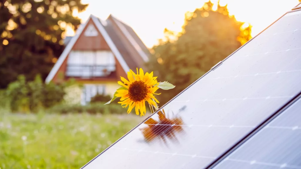 Rechts schräg eine Ecke von einem Solarmodul. Mittig ragt eine Sonnenblume hervor, links Rasen, im Hintergrund rotes Haus mit Spitzdach umringt von Bäumen bei Sonnenuntergang